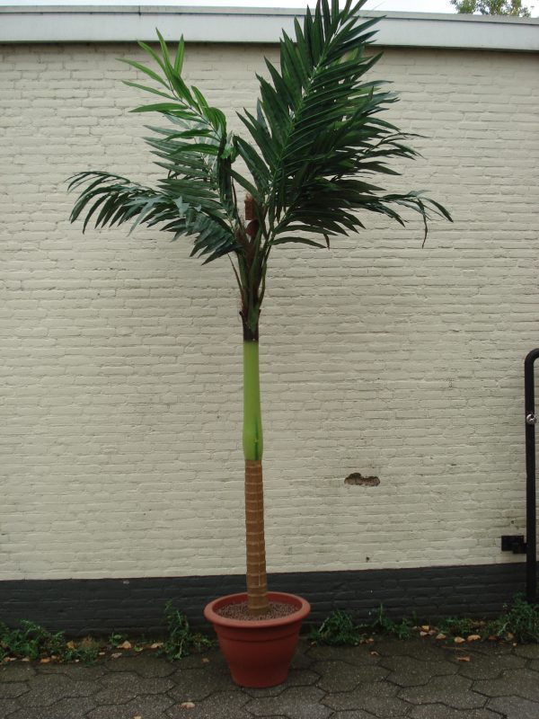 Palmboom 3 meter